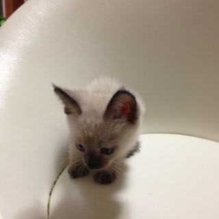 生後およそ二ヶ月の子猫（メス）の里親を募集します
