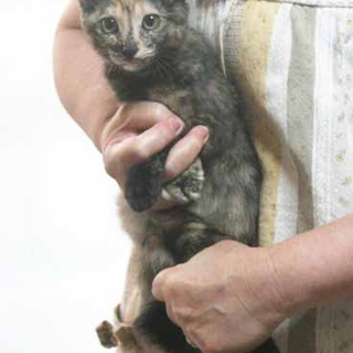 もうすこしで生後４ケ月の子猫