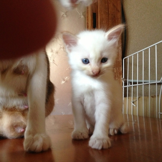 真っ白美猫くんです！