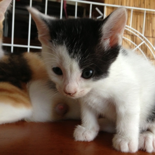 甘えん坊な男の子です♪