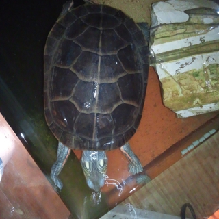 トウブニシキガメ♀