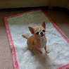 仲良しチワワ2匹（オスとメス） サムネイル3
