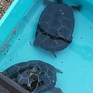 クサガメ二匹の里親募集有り難うございました