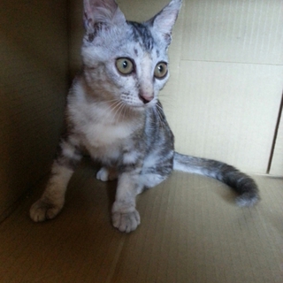 里親決定しました。