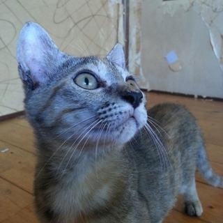 里親決定しました。