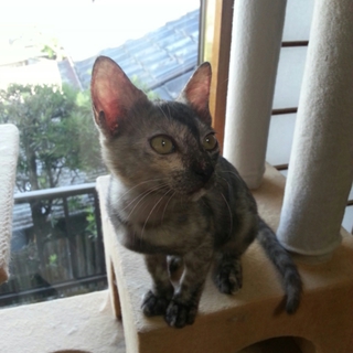 里親募集中です！
