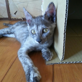 里親募集中です！