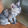 里親募集中です！ サムネイル2