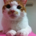 甘えん坊ねこちゃん