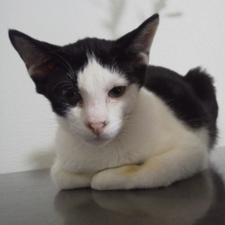 ＴＮＲ現場猫　レンくんの里親募集