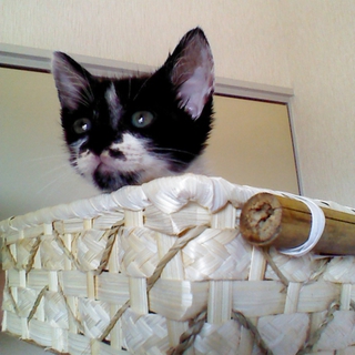 クロシロ子猫