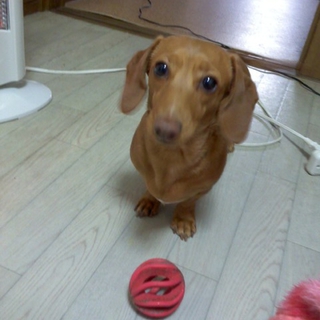 緊急　ひとりぼっち