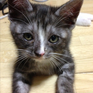 子猫を保護しました。里親さん募集中です。