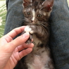 子猫を保護しました。里親さん募集中です。 サムネイル3