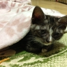 子猫を保護しました。里親さん募集中です。 サムネイル4