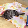 子猫を保護しました。里親さん募集中です。 サムネイル2