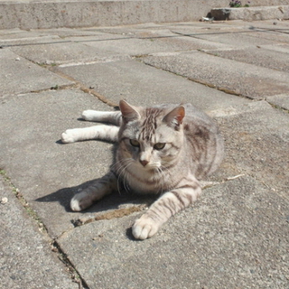 人懐っこい子猫達です。