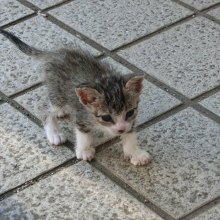 三重県＊こねこ♀里親募集