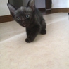 急ぎです！ サムネイル4