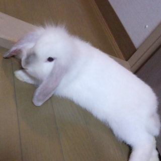 垂れ耳シロうさぎちゃん」和歌山県 - 小動物の里親募集(20353