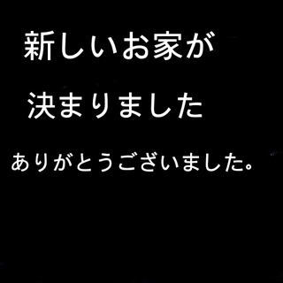 ダックスフンドミックス募集終了