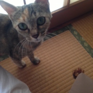 おっとりしたサビ猫です(♀・一歳）