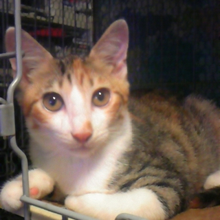 ぜひ会いに来てください！