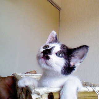 白黒子猫オス
