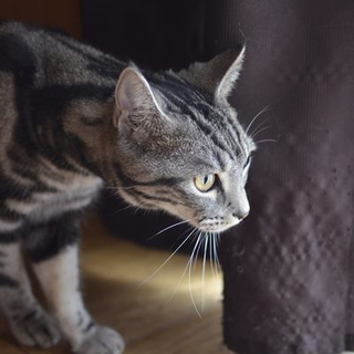 アメショー　ジャニさん里親募集