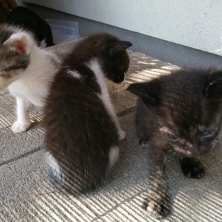 かわいい仔猫３匹です