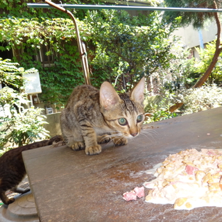 子猫の里親になってください　