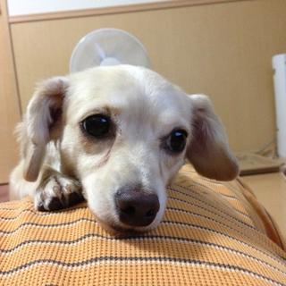 とってもかわいいmix（チワックス）です！
