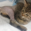 事故で倒れていた猫を保護しました。