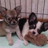 軽井沢保護犬　チワワ子犬　3ケ月　ハナちゃん サムネイル3