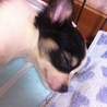 軽井沢保護犬　チワワ子犬　3ケ月　ハナちゃん サムネイル2