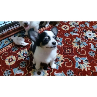 軽井沢保護犬　チワワ子犬　3ケ月　ハナちゃん