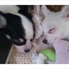 軽井沢保護犬　チワワ子犬　3ケ月　ハナちゃん サムネイル4