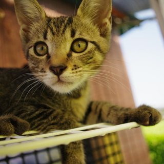 キジ猫　オス
