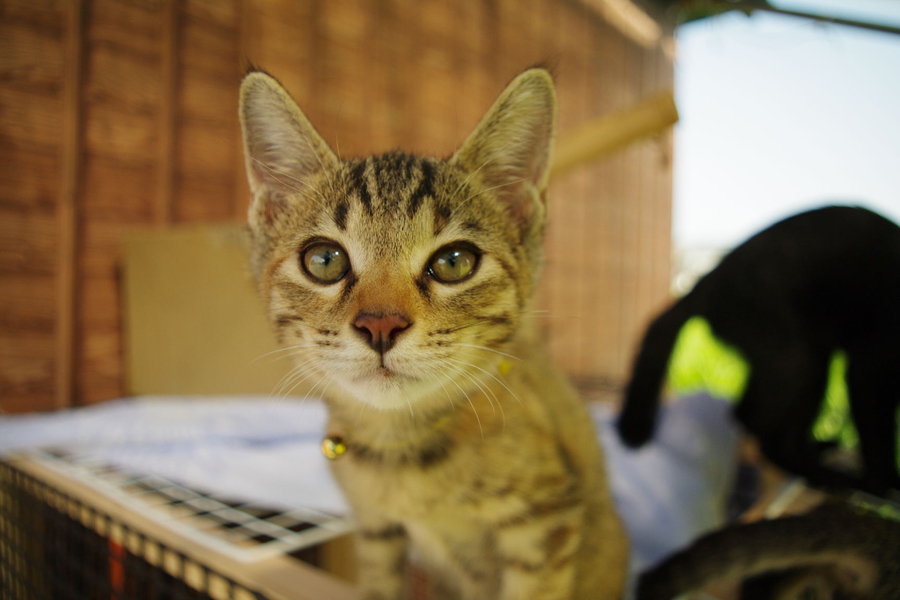 キジミケ猫 メス 福岡県 猫の里親募集 399 ペットのおうち 月間利用者150万人 キジミケ猫 メス 福岡県 猫の里親募集 399 ペットのおうち 月間利用者150万人