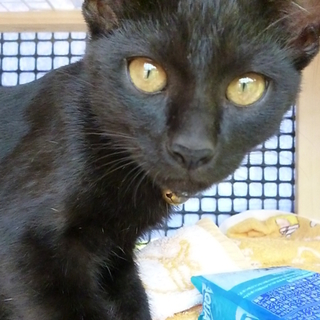 黒猫　オス