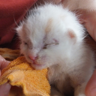 子猫の里親募集します