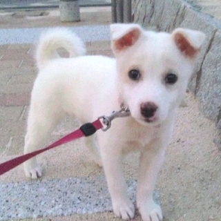 再募集！シッポがくるん♪やさしいお顔の子犬ちゃん♪