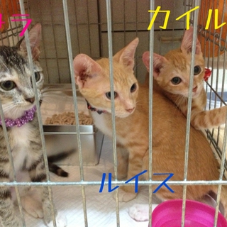 可愛い甘えた３兄弟 里親様大募集♡サラちゃん♀