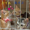 可愛い甘えた３兄弟 里親様大募集♡ルイスくん♂ サムネイル5