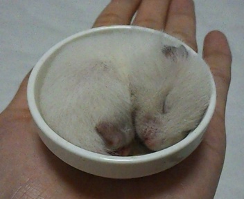 【里親募集】7/24生まれのゴールデンハムスター サムネイル3