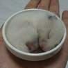 【里親募集】7/24生まれのゴールデンハムスター サムネイル3
