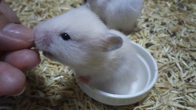 【里親募集】7/24生まれのゴールデンハムスター サムネイル4