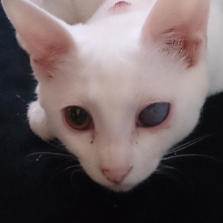 片目失明。その他良好な真っ白子猫