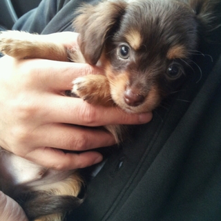 岩手県が募集対象 子犬 募集終了 里親募集情報 期限順 ペットのおうち 月間利用者150万人