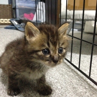 子猫 生後3週間 の里親探しています。